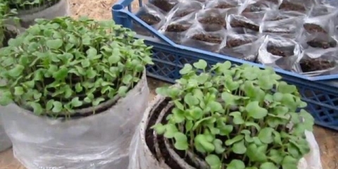 Kada sijati kupus za rasad